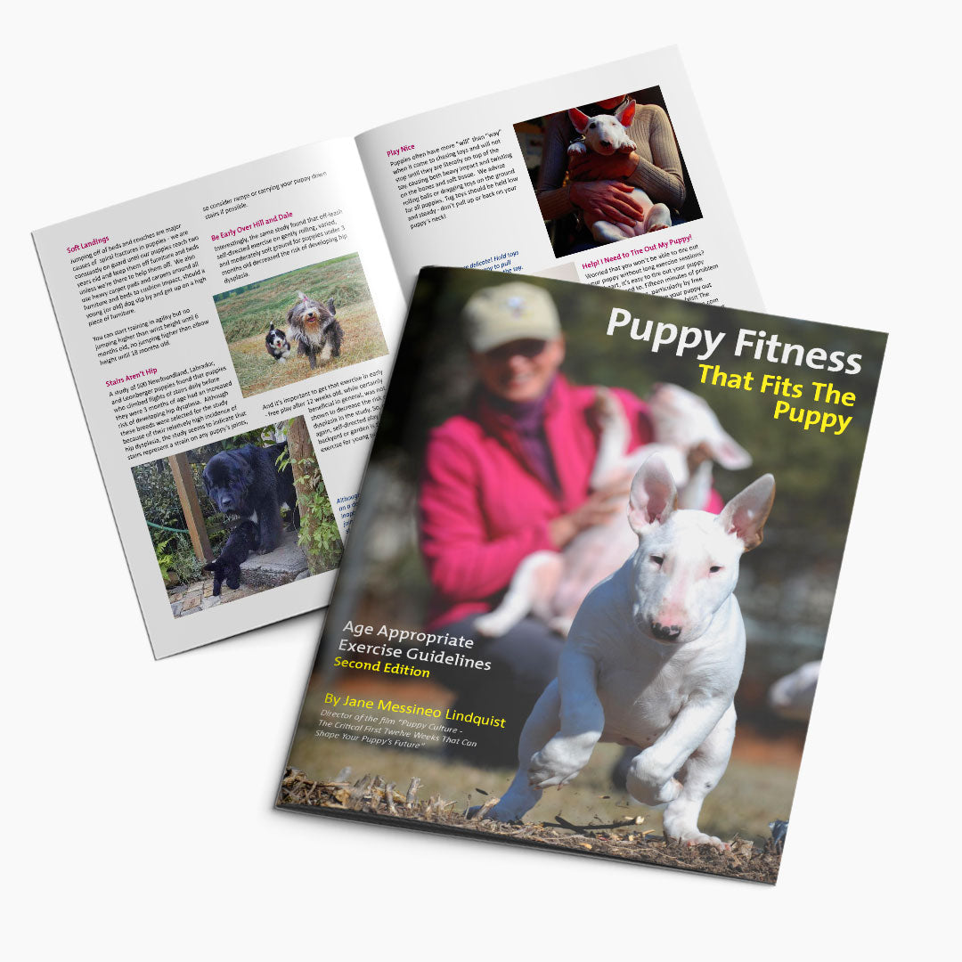 Puppy Exercise Chart – Important Guidelines!  