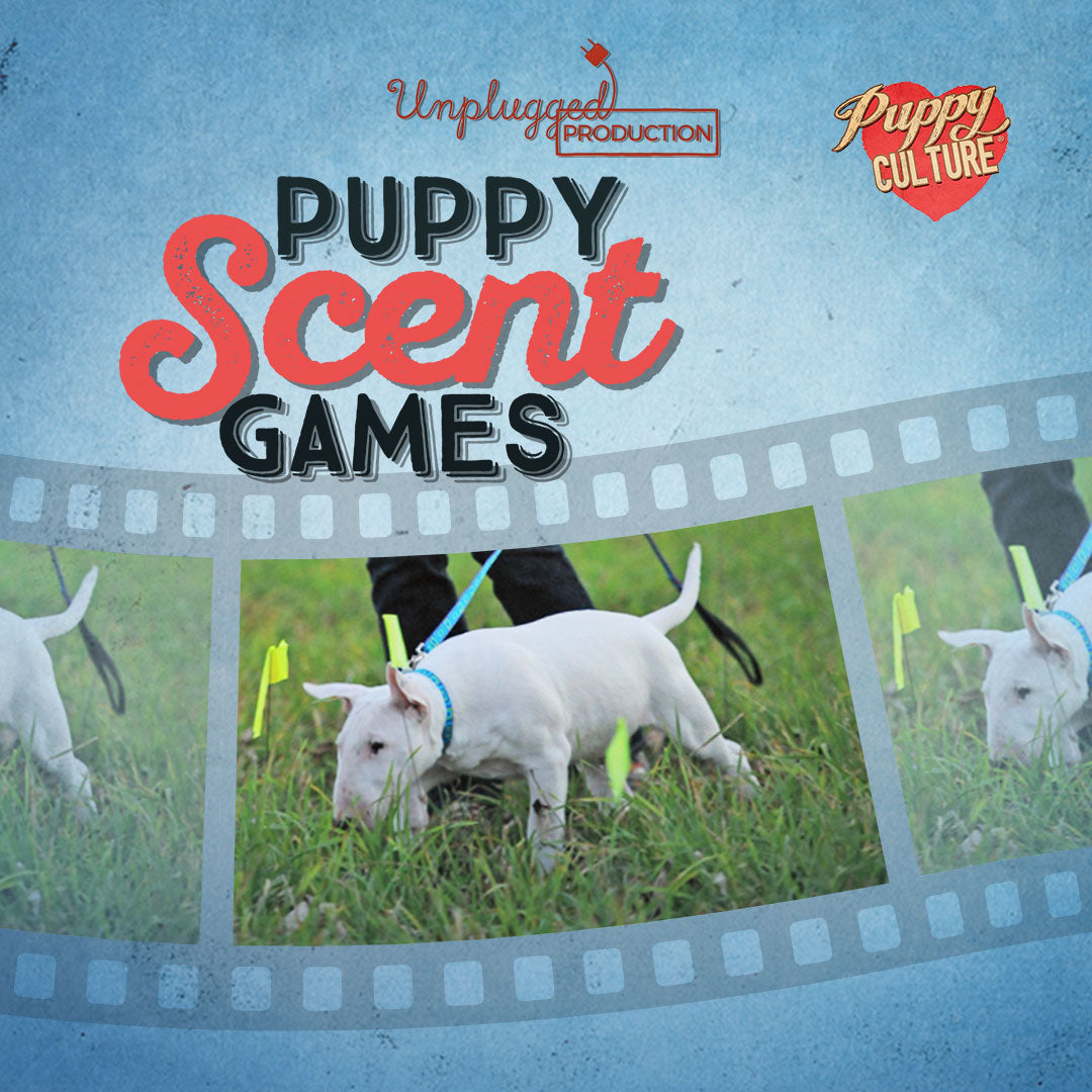 Puppy Scent Games – PUPPY CULTURE