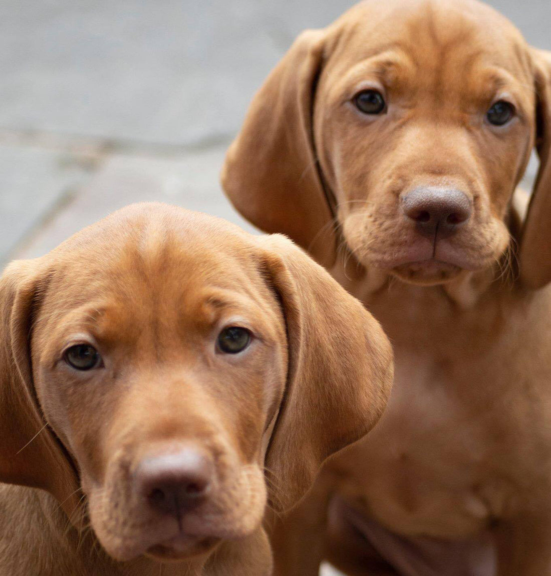What's The Significance of Puppy Testing?  Shifting Your Lens For Better Results