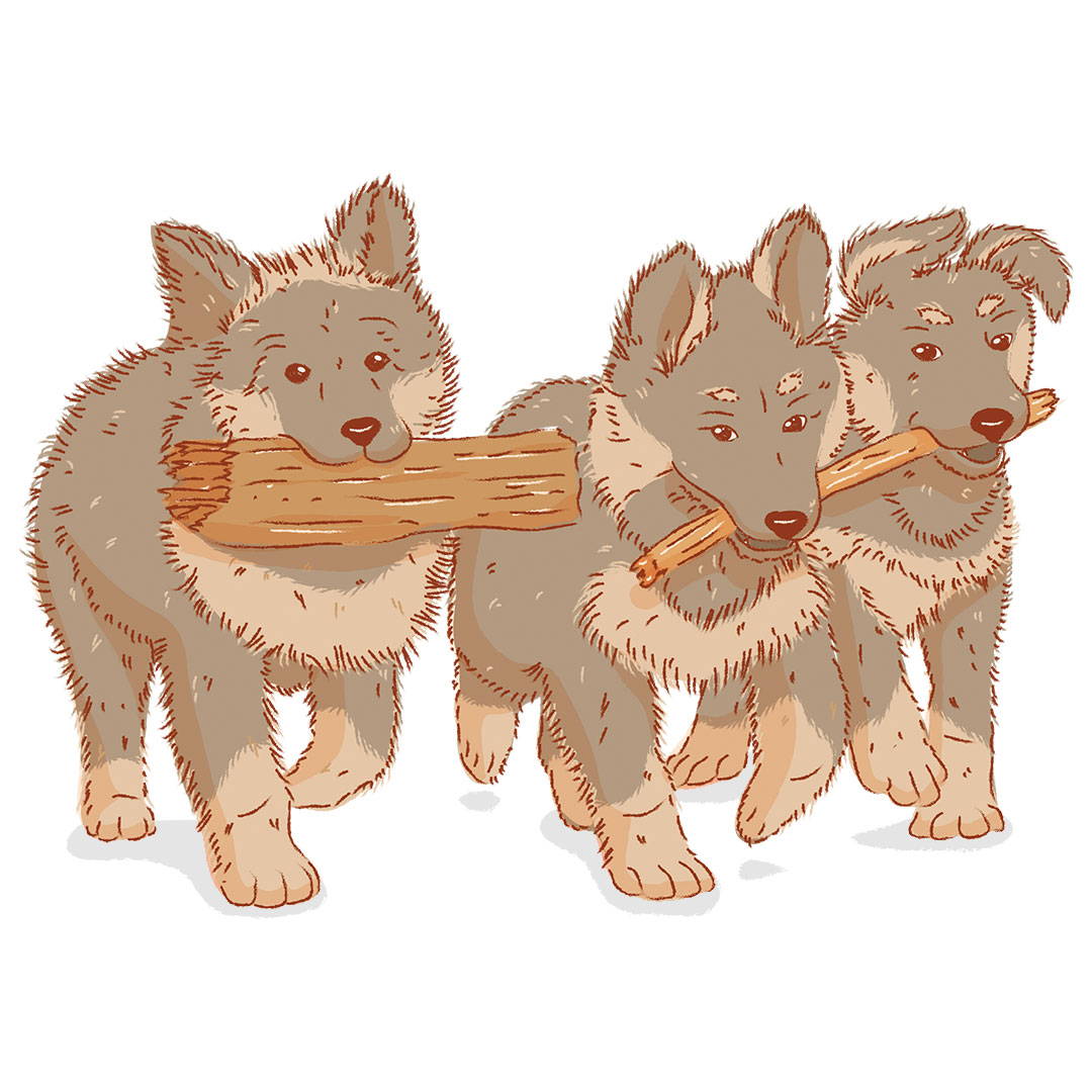 Three puppies with sticks