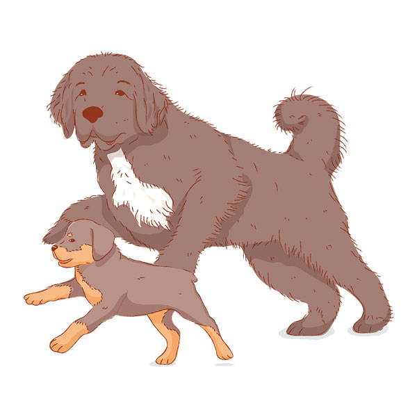Dog and puppy together