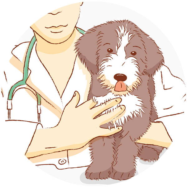 Puppy with vet