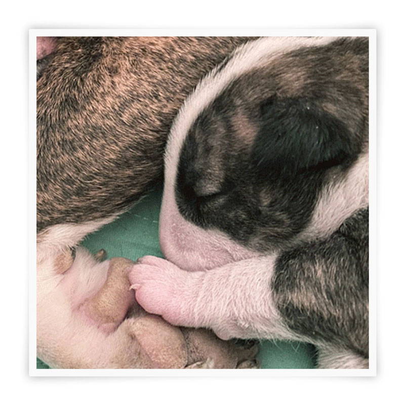 A newborn puppy nursing