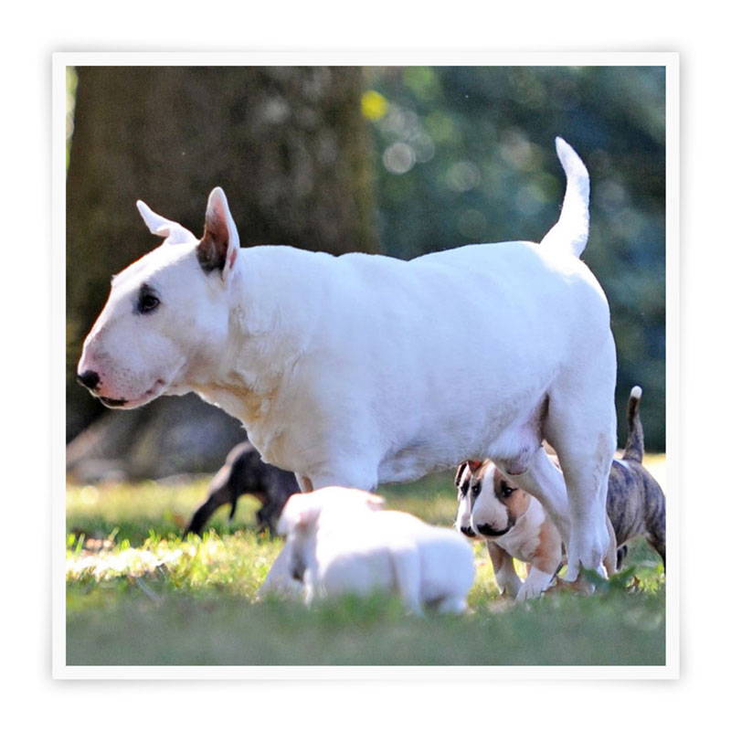 A white Bull Terrier mother with her puppies