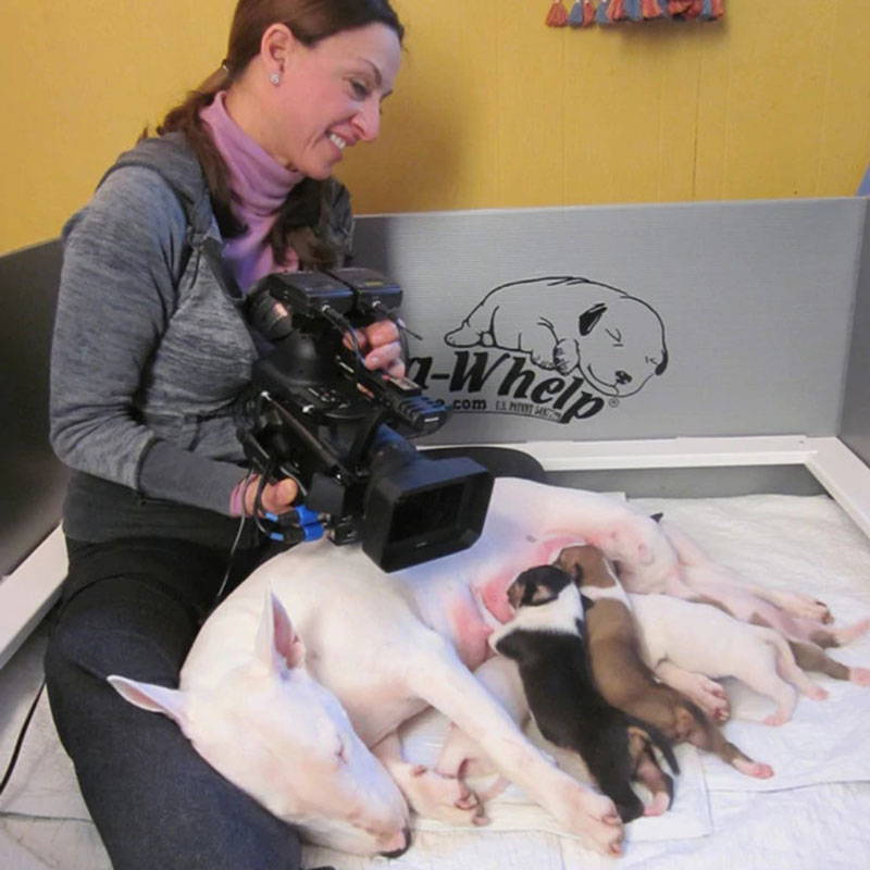 Jane filming a litter of puppies