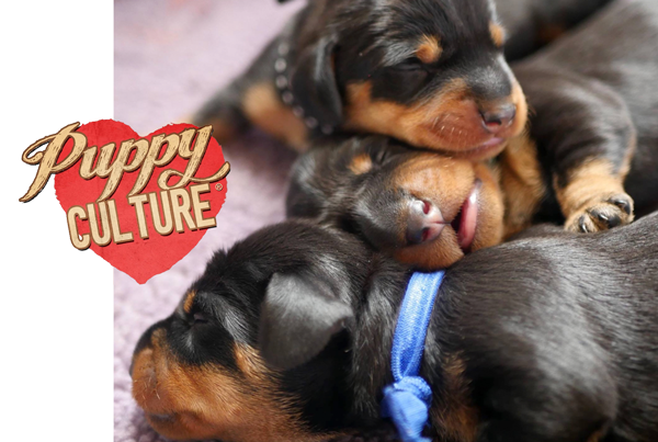 Newborn puppies with the Puppy Culture logo