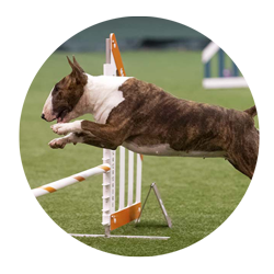 A dog jumping over an agility jump