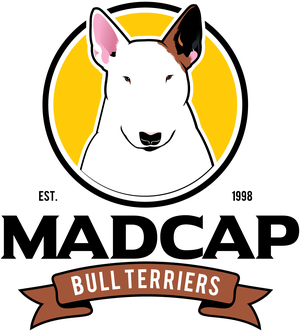 Madcap Bull Terriers