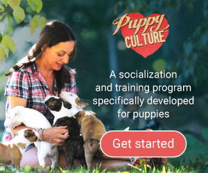 Puppy Culture banner: a socialization and training program specifically developed for puppies, Get started