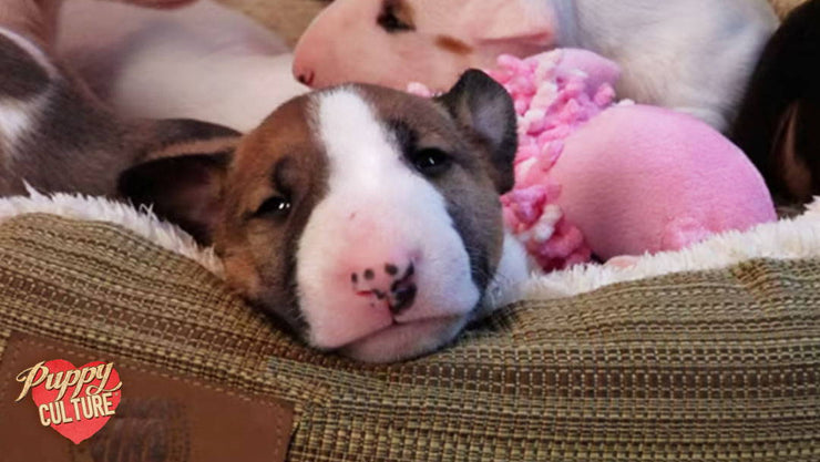 A sleepy brown and white puppy resting its head on a bed beside a pink toy