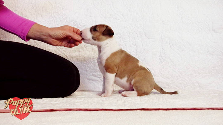A hand offers a treat to a seated brown and white puppy