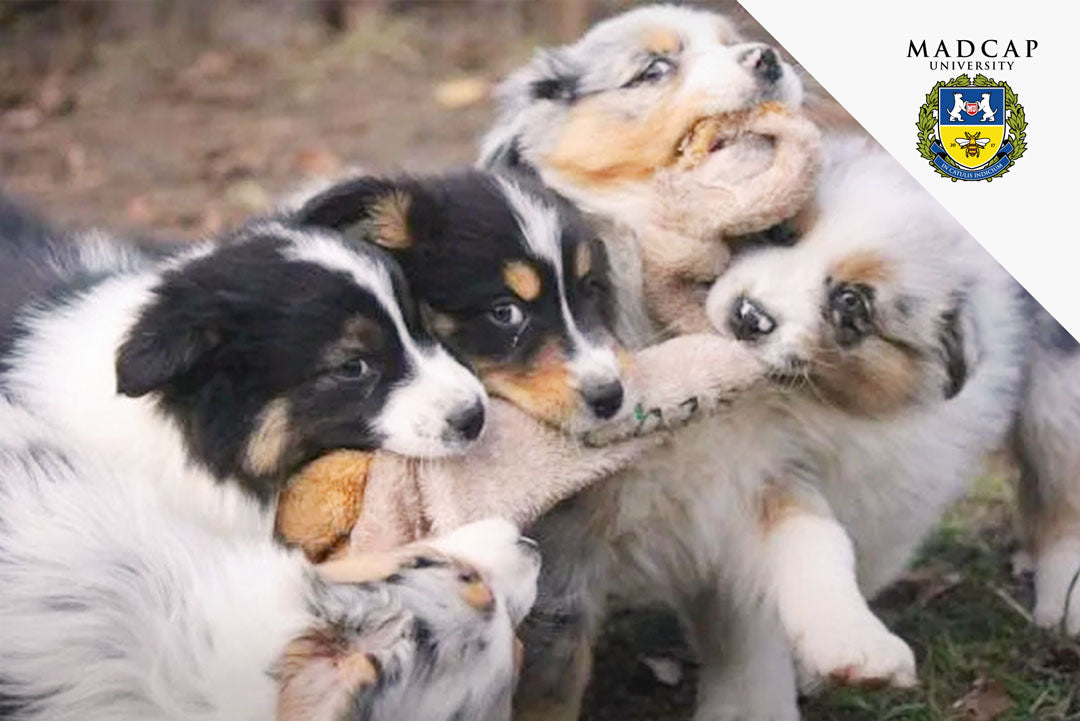 Australian Shepherd puppies playing tug with a rope toy, with the Madcap University logo