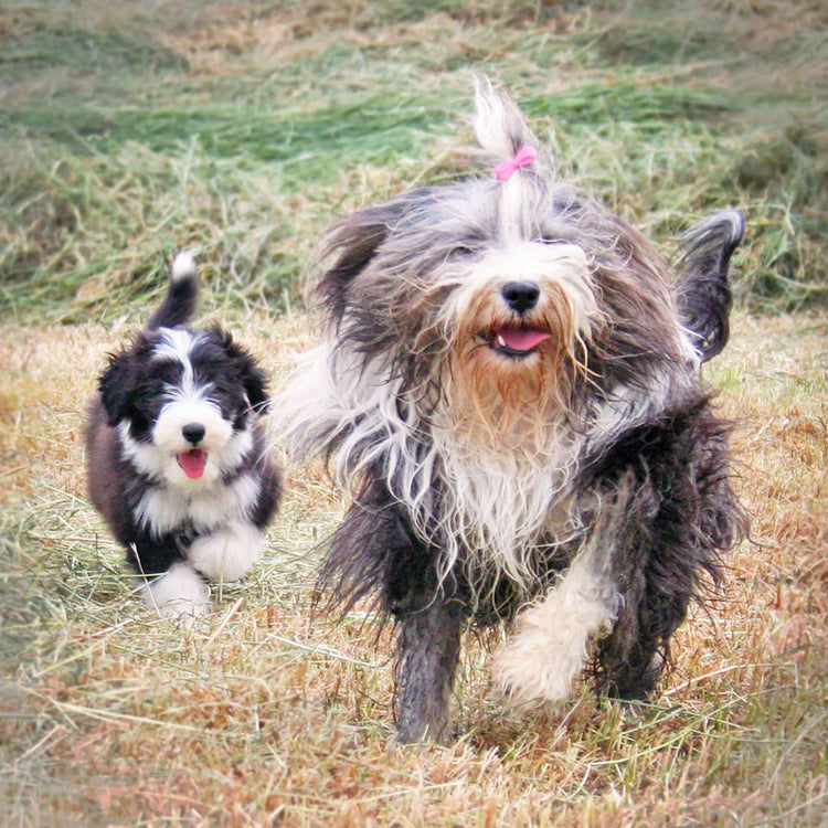 A shaggy grey dog and a black and white puppy running through dry grass