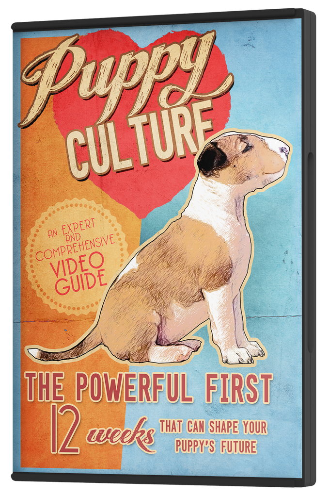 Places selling puppies near best sale me